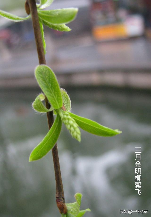 三月开的花有什么（三月观花指南）