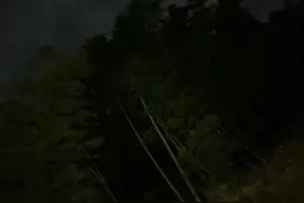 一只癞蛤蟆的倔强与坚忍图片