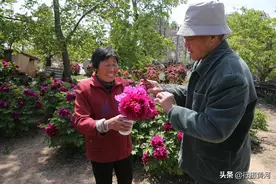 山西7旬老农10亩牡丹扔掉40年，现今坐在地头收门票，看美成啥样图片