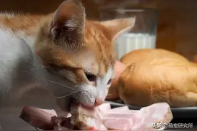 猫不能吃什么食物？主人一定要了解清楚图片