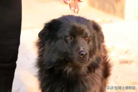 山西6旬大叔养条土狗，能上山抓野货还负责全村治安，是个啥样子图片