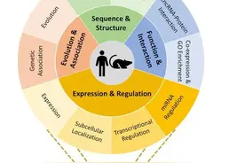一站式 lncRNA 查询数据库图片