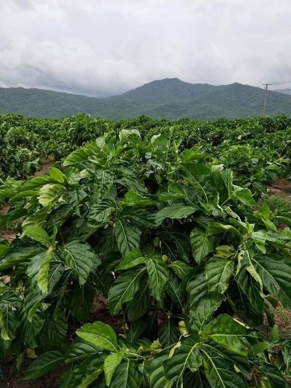 海南农业领军企业---东方嘉品源农业科技开发有限公司