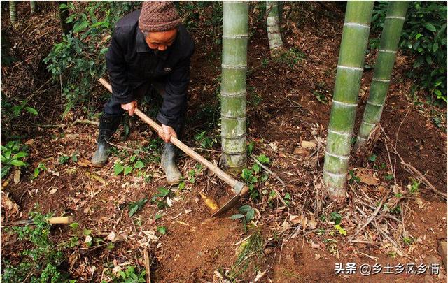 挖冬笋的正确技术和方法（挖竹笋的方法）