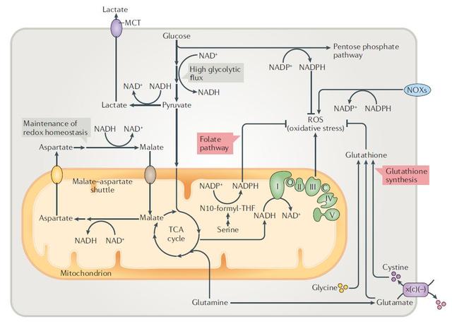 代谢调控与细胞增殖