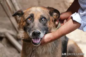 农民大叔家牧羊犬4万不卖，他说救命犬不能卖，咋回事图片