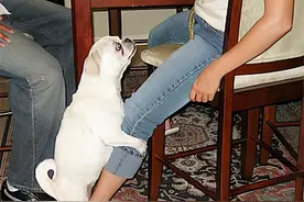 狗狗常见的5种坏习惯，主人一定要纠正图片