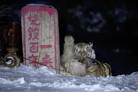 实拍东北虎猎食护院大狗，百兽之王为什么爱和狗过不去？图片