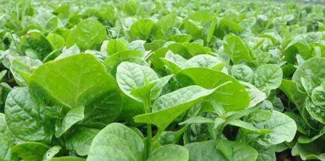 作物生命活动的基本物质——氨基酸