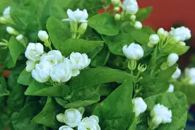 花市上的茉莉“满头花苞”，花香浓，原来是“这样”养出来的图片