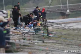 青岛白沙河钓淡水鱼好爽图片