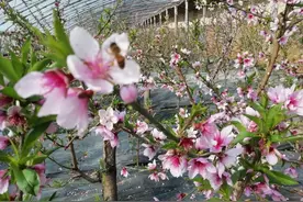 咸阳兴平： 人勤春来早 油桃棚里疏花忙图片