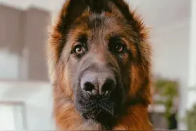 世界上怎么会有这么奇奇怪怪又可可爱爱的狗子啊图片
