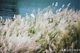 我们经常说如火如荼，火我知道，荼是什么？图片