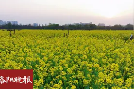 美！洛阳市区藏着一大片油菜花海，您知道在哪吗？图片