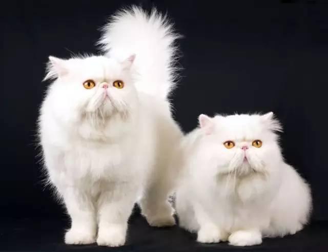 伯曼猫多少钱一只 适合在公寓养的猫-b2少儿学习网