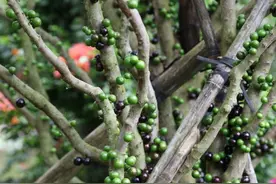 一棵树的珍宝果卖了4300，一年多次结果，即能盆栽又能地栽图片