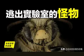 人造怪物：63年前，27只杀人蜂逃出实验室，现在有15亿只图片