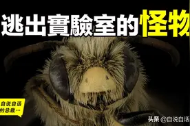 人造怪物：63年前，27只杀人蜂逃出实验室，现在有15亿只图片