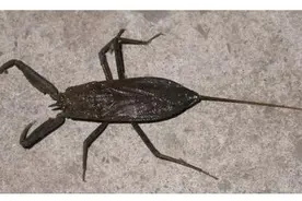 北方地区常见的动植物(动物篇三)图片