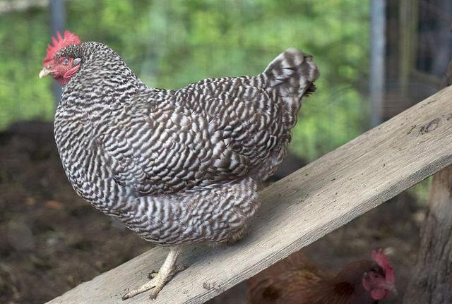 养鸡技术｜3种常糠麸类能量饲料的特点及对鸡生长的作用