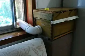 为何蜜蜂总爱逆风飞行？没感到阻力吗？蜜蜂：没有人比我更懂力学图片