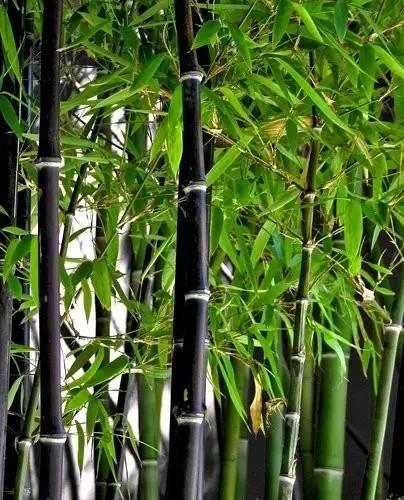 丛生竹有哪些品种,26种 · 竹类植物 - 冷求网