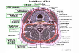 颈部和喉的断层解剖图（含：CT图、详细注解）图片