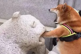 嘿，那边那傻狗！边牧：？图片