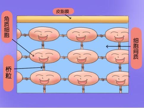 长毛周角化咋办