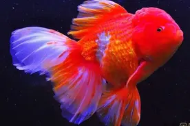 金鱼百览图片
