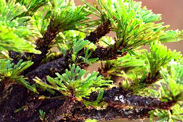 还魂草功效主治,九死还魂草,你见过吗?