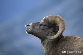 动辄上万的种公羊，为何使用3年就被淘汰了，背后的故事令人叹息图片