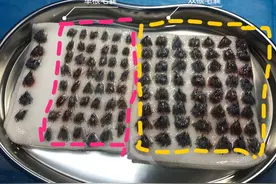 从事植发行业十年，那些你不知道的真正内幕（一）图片