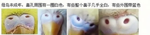 虎皮鹦鹉鱼鳞和珍珠图片