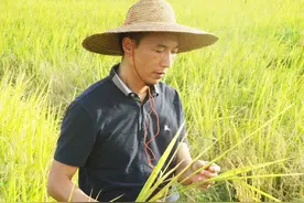 罗定工匠 | “米痴”陈炳佳：把罗定稻米做到极致图片
