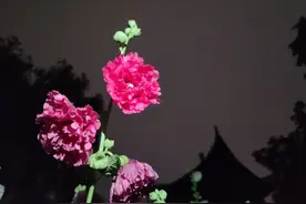 下雨了，出去散散步，淋淋雨图片