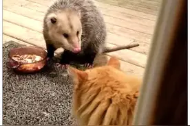 猫咪的食物被老鼠偷吃了，它眼中带泪的跑向客厅，主人一看傻眼了图片