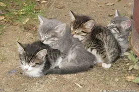 流浪猫一直受女子恩惠，女子想见它孩子，隔天真带5个孩子来投奔图片