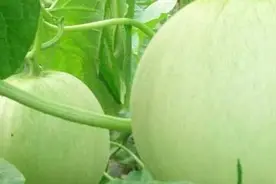 香瓜虫害有哪些图片