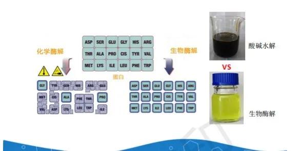 氨基酸，不为人知的力量