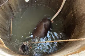 湖北红安：老黄牛跌入15米深水井，中秋节消防员灌水巧救牛图片