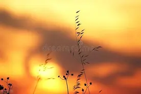 故事：父亲去世一个月，断联多年同父异母的姐姐，忽然找上了我图片