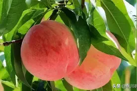 令人“桃”醉！永川桃子采摘攻略来啦图片