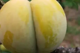 被誉为贵州“天价”蜂糖李，上市后被一抢而空，为何这么抢手？图片