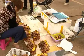 39种牛肝菌上市交易 教你怎么区分图片