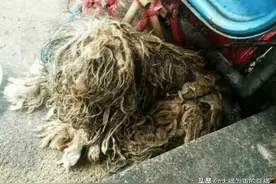 邋遢狗狗遭人嫌弃，流浪3年无人问津，被医生收养后，像个小天使图片
