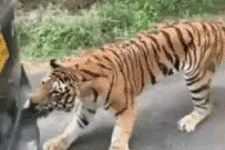 老虎用牙拖动载四人的汽车？武松打死的真是老虎吗？别再被骗了图片