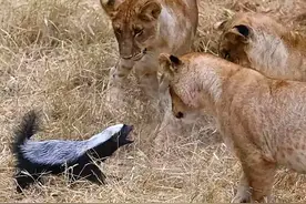 最记仇的几种动物，贝爷被平头哥追了一天，有人被鸟啄了3年脑袋图片