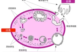 你知道自己的月经周期里有排卵吗？图片